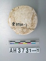 藏品(圓形貝核)的圖片